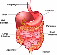 enzymes - Class 4 - Quizizz