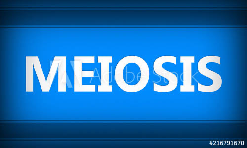 meiosis - Kelas 1 - Kuis