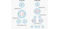 cell division - Year 10 - Quizizz