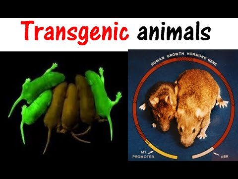 Transgenic Gmo Organisms Biology Quiz Quizizz