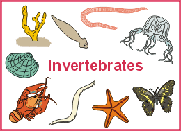 vertebrados e invertebrados - Grado 9 - Quizizz