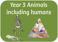 human biology - Year 2 - Quizizz
