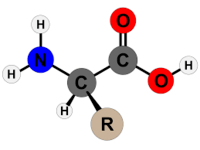 Asam amino - Kelas 12 - Kuis