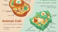 plant cell diagram - Class 7 - Quizizz
