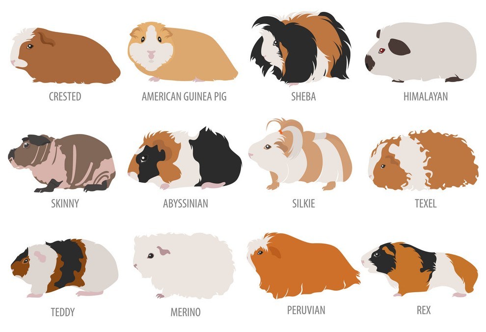 Guinea Pig Breeds | 72 plays | Quizizz