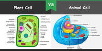 plant and animal cell - Grade 6 - Quizizz