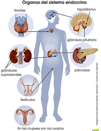 sistem saraf dan endokrin - Kelas 7 - Kuis