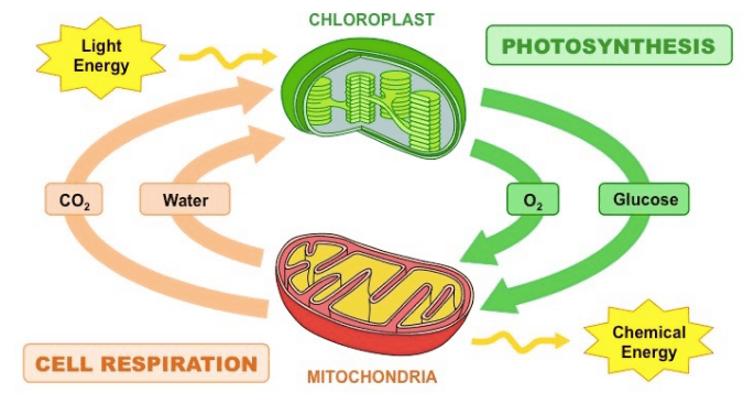 Cell Respiration And Photosynthesis 