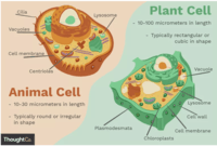 plant parts and their functions - Class 5 - Quizizz