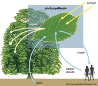 photosynthesis - Grade 11 - Quizizz