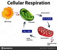 cellular respiration - Year 6 - Quizizz