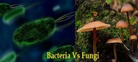 bakteri dan archaea - Kelas 3 - Kuis