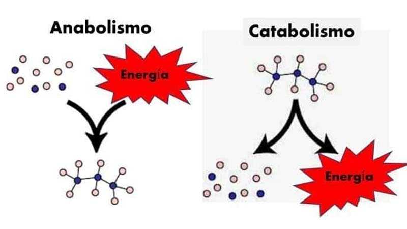 metabolismo Tarjetas didácticas - Quizizz