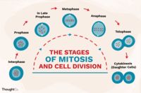 mitosis - Grado 11 - Quizizz