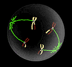 Mitosis Dan Meiosis Biology Quizizz