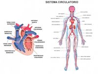 los sistemas circulatorio y respiratorio - Grado 7 - Quizizz