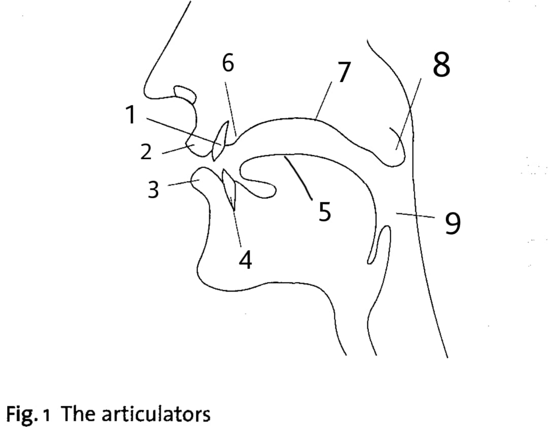 Articulator Above Larynx 