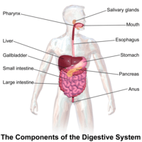 los sistemas digestivo y excretor Tarjetas didácticas - Quizizz