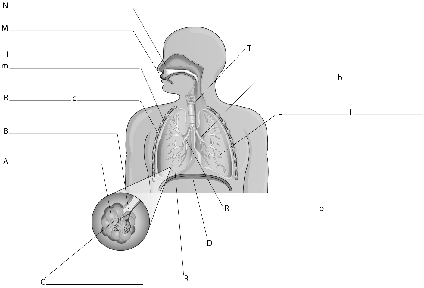 Cardio-Respiratory System | Quizizz