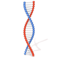 Struktura i replikacja DNA - Klasa 12 - Quiz