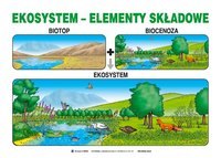 ekosystemy - Klasa 8 - Quiz