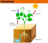fotosíntesis - Grado 7 - Quizizz