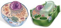 diagrama de células vegetales - Grado 5 - Quizizz