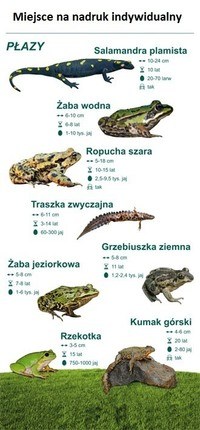 Znaczenie słów złożonych - Klasa 3 - Quiz