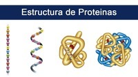 síntesis de arn y proteínas - Grado 9 - Quizizz