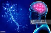 the nervous and endocrine systems - Class 4 - Quizizz