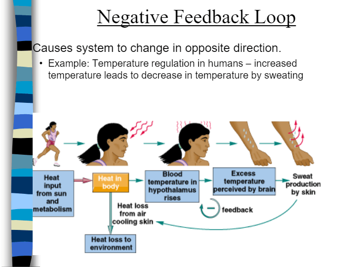 Feedback Loops | Biology - Quizizz