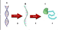 síntese de rna e proteína - Série 9 - Questionário