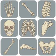 Skeletal System Bone Identification Quiz - Quizizz