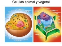 célula vegetal e animal - Série 3 - Questionário