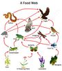 Food Web