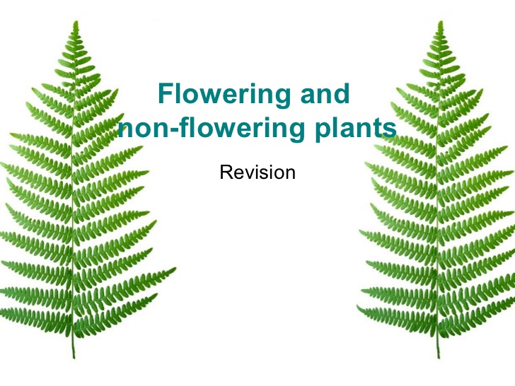non flowering plants fern