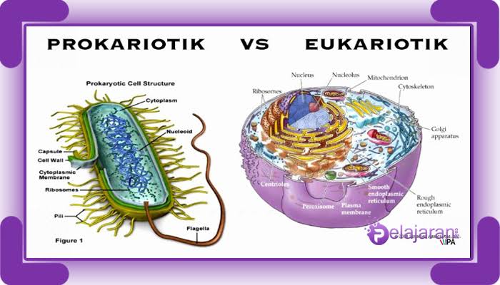 prokarioty i eukarionty - Klasa 11 - Quiz