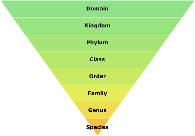 levels-of-classification-other-quiz-quizizz