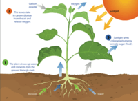 photosynthesis - Grade 3 - Quizizz