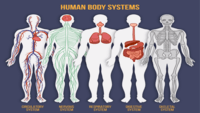 the digestive and excretory systems - Grade 12 - Quizizz