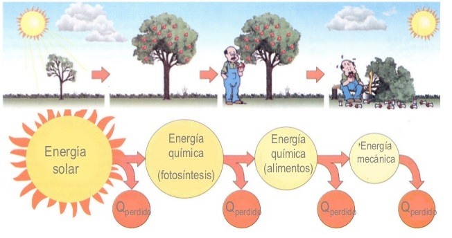 Flujo De Energía En Un Ecosistema | 177 Jugadas | Quizizz