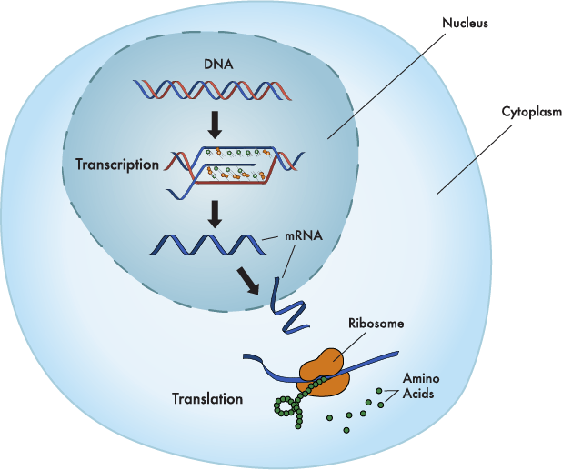 gr10-cw3-central-dogma-activity-biology-quiz-quizizz