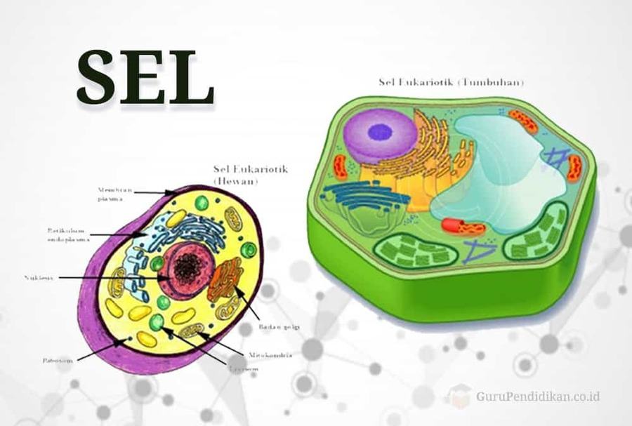 Sel merupakan unit terkecil penyusun makhluk hidup. organisme yang hanya memiliki satu sel dinamakan