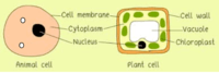 structure of a cell - Class 4 - Quizizz