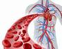 Body Systems: Circulatory System