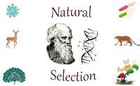 seleccion natural Tarjetas didácticas - Quizizz