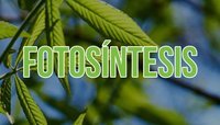 fotosíntesis - Grado 4 - Quizizz