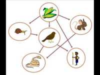 cadeia alimentar - Série 1 - Questionário