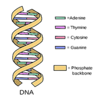 estructura y replicación del adn - Grado 10 - Quizizz