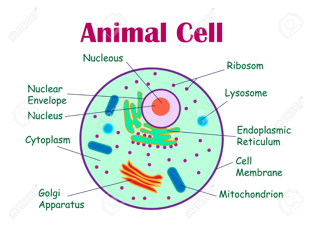 cellular-structure-cell-structure-quiz-quizizz